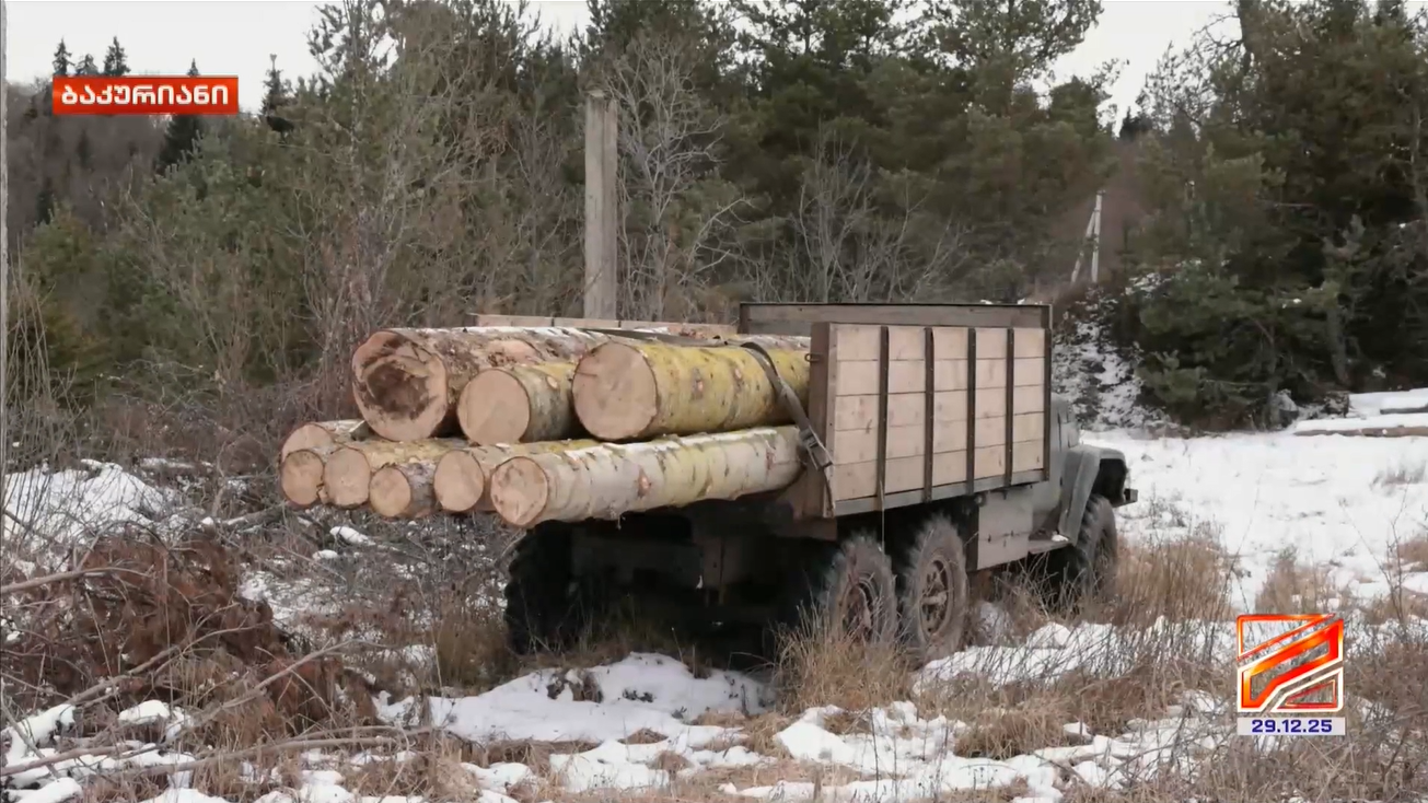 The illegal extraction and transportation of timber in the town of Bakuriani