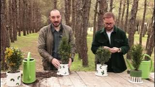 Don't cut the boxwood! 