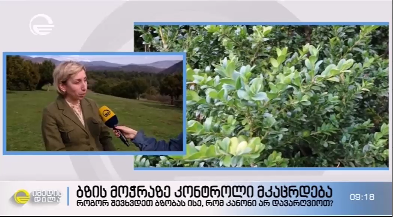  Natia Iordanishvili  about the ‘Don’t Cut Boxwood’ campaign on the program ‘Morning of Imedi’.