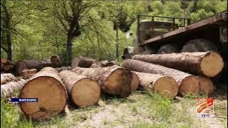 Timber illegal logging and transportation in Samtskhe-Javakheti