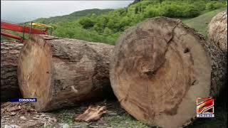 Illegal logging of large amounts of timber in Racha-Lechkhumi