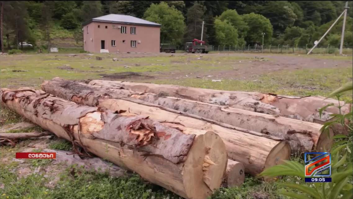 Illegal Logging Case Detected in Lentekhi Municipality