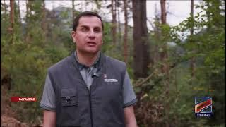 Sanitary loggings in Sachkhere forestry 