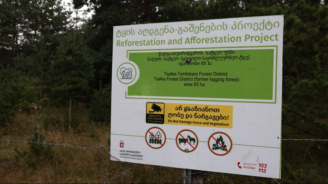 Head of Forest Maintenance and Restoration Department, Data Kobakhidze, Speaks on the Forest Restoration Project