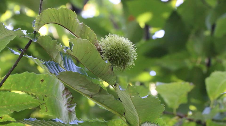 Meeting with expert in Chestnuts forest of Zestaphoni 