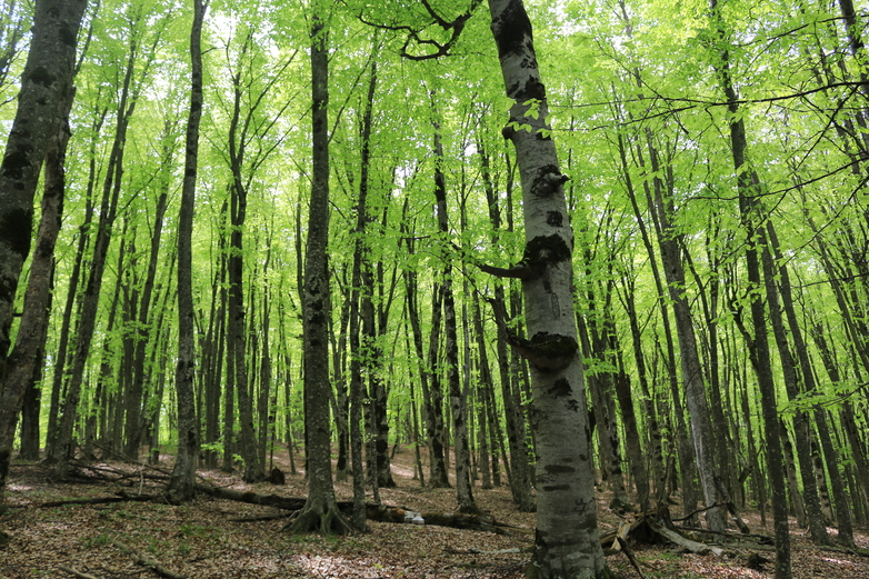საქართველოში ტყის სექტორის რეფორმის განხორციელების მხარდაჭერა-ECO.GEORGIA