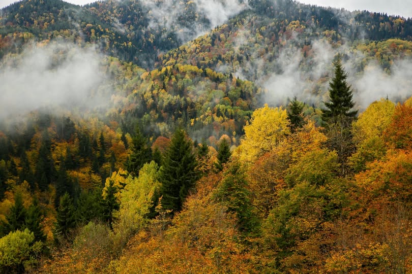 ხე-ტყის უკანონო მოპოვებისა და ტრანსპორტირების ფაქტებზე კანონმდებლობა გამკაცრდა