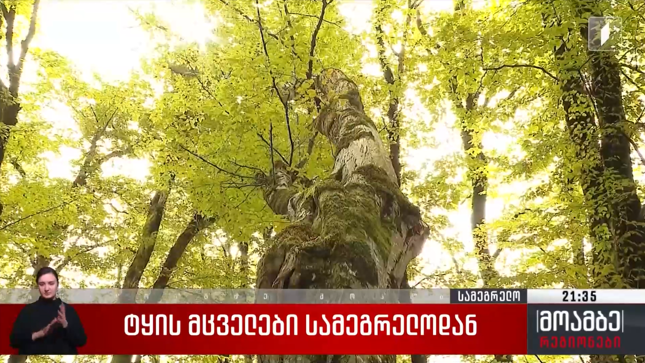 ლამზირა კიკალია და თენგიზ მიქავა, მეტყევეები სამეგრელო-ზემო სვანეთიდან