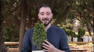 ნუ მოჭრი ბზას!
