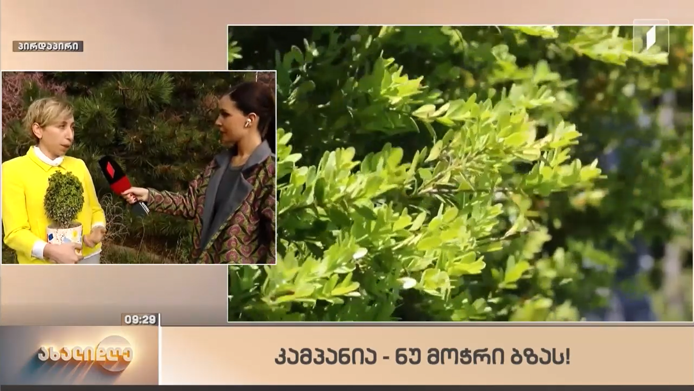 "ნუ მოჭრი ბზას" - ნათია იორდანიშვილი გადაცემაში "ახალი დღე"