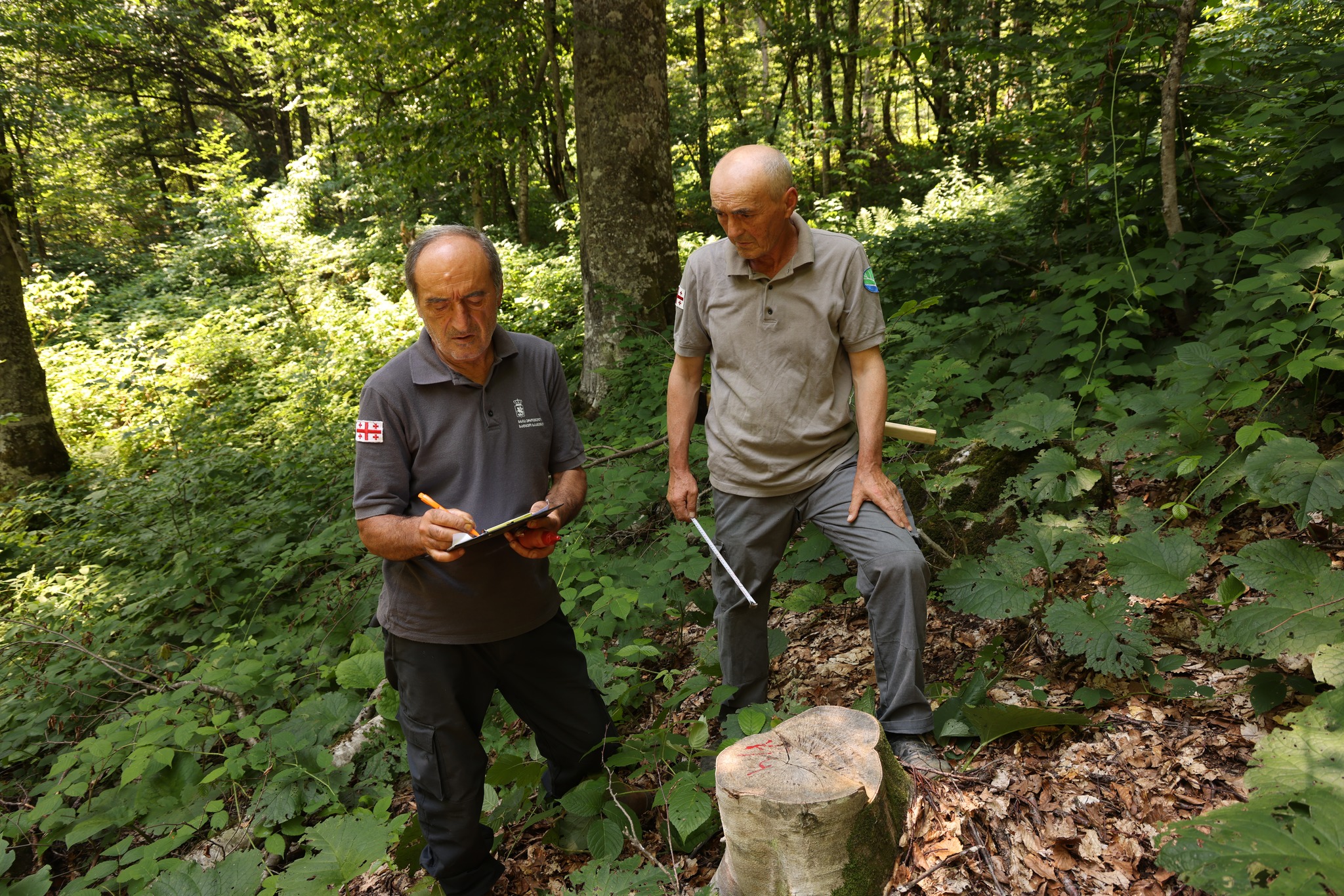 ხე-ტყის უკანონო მოპოვების ფაქტი რაჭა-ლეჩხუმ ქვემო სვანეთში