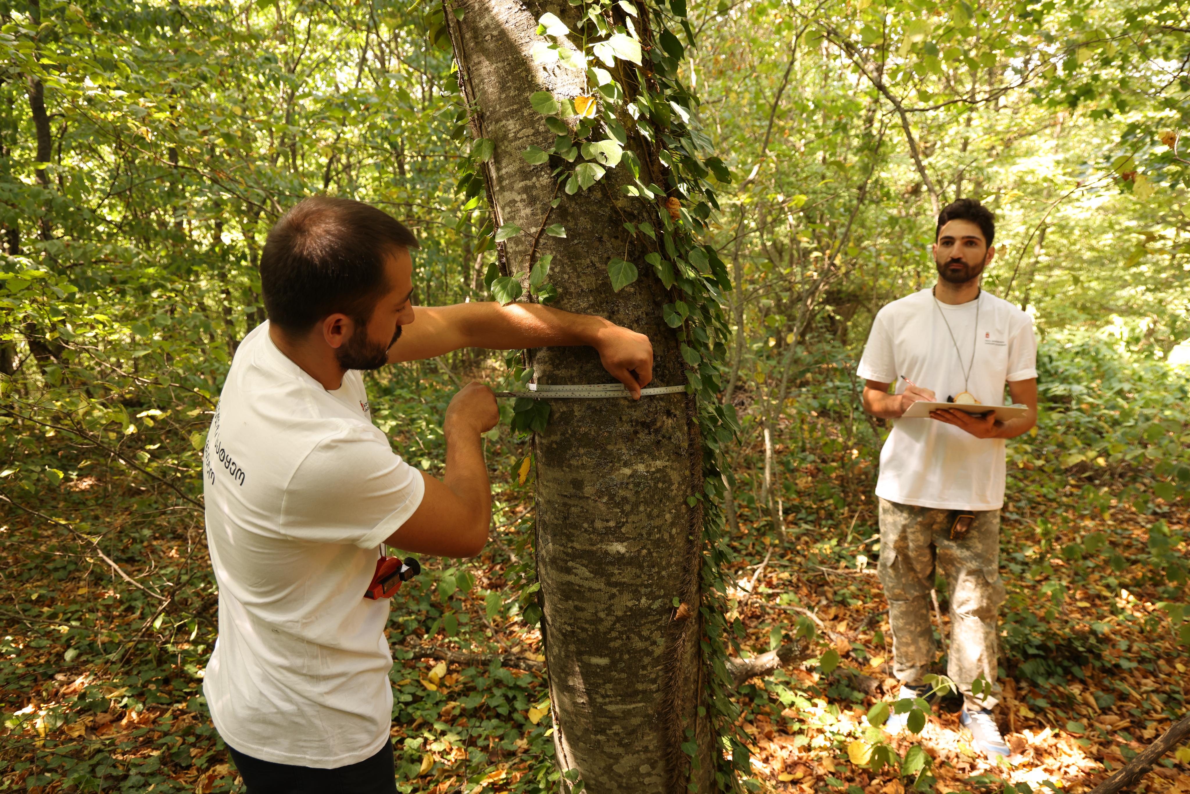 გურჯაანში, 29 000  ჰა-მდე  ფართობზე ტყის ინვენტარიზაციის სამუშაოები მიმდინარეობს  