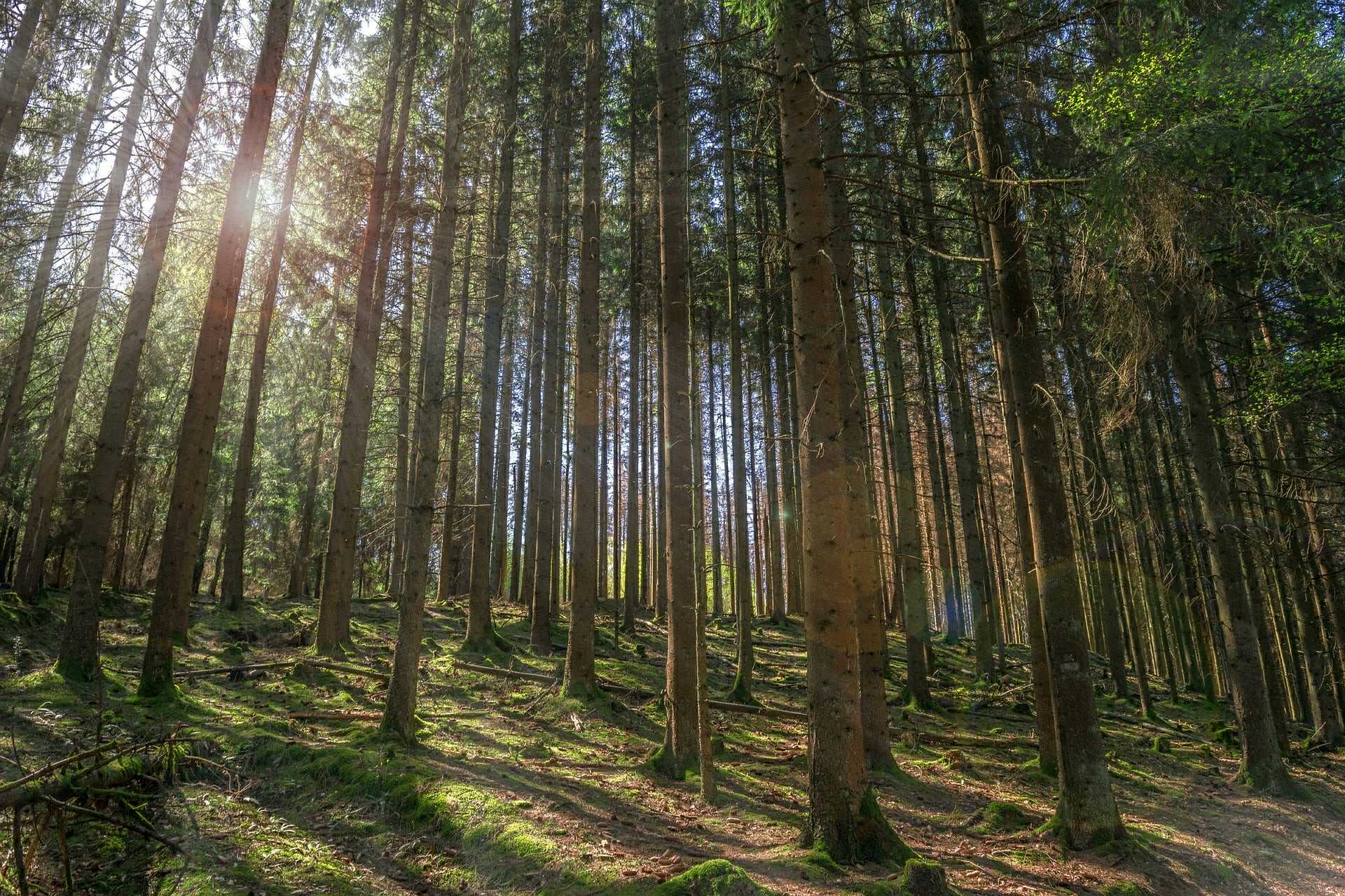 კამპანია "საქართველოს ტყის ეკოსისტემა, შენარჩუნება და დაცვა"