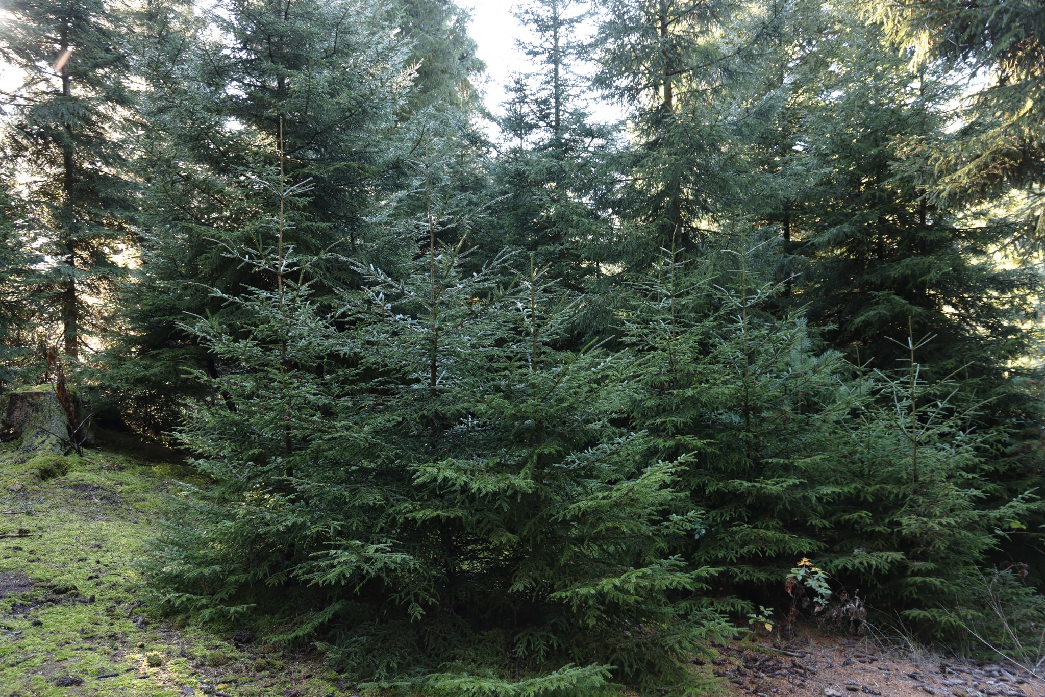 წიწვოვანების უკანონოდ მოპოვებაზე კონტროლი მკაცრდება