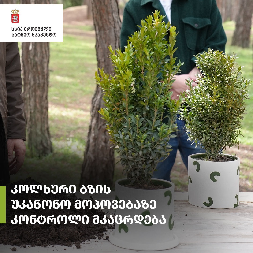 ბზის მოჭრაზე კონტროლი მკაცრდება